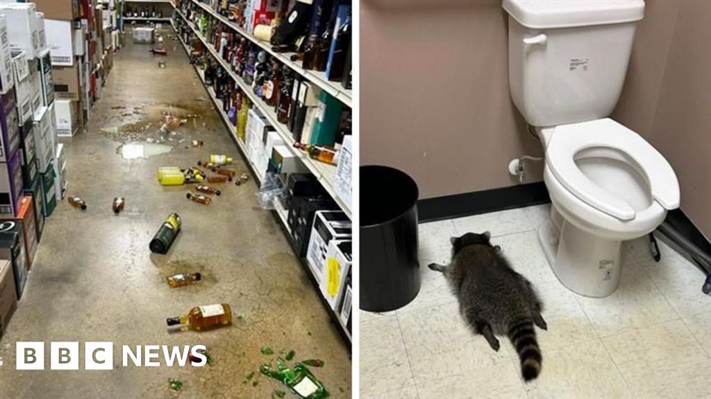 Drunk raccoon found in liquor store suspected in karate studio break-in