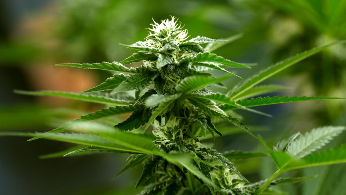 Column: Is the federal government finally transcending its 'Reefer Madness' view of cannabis?