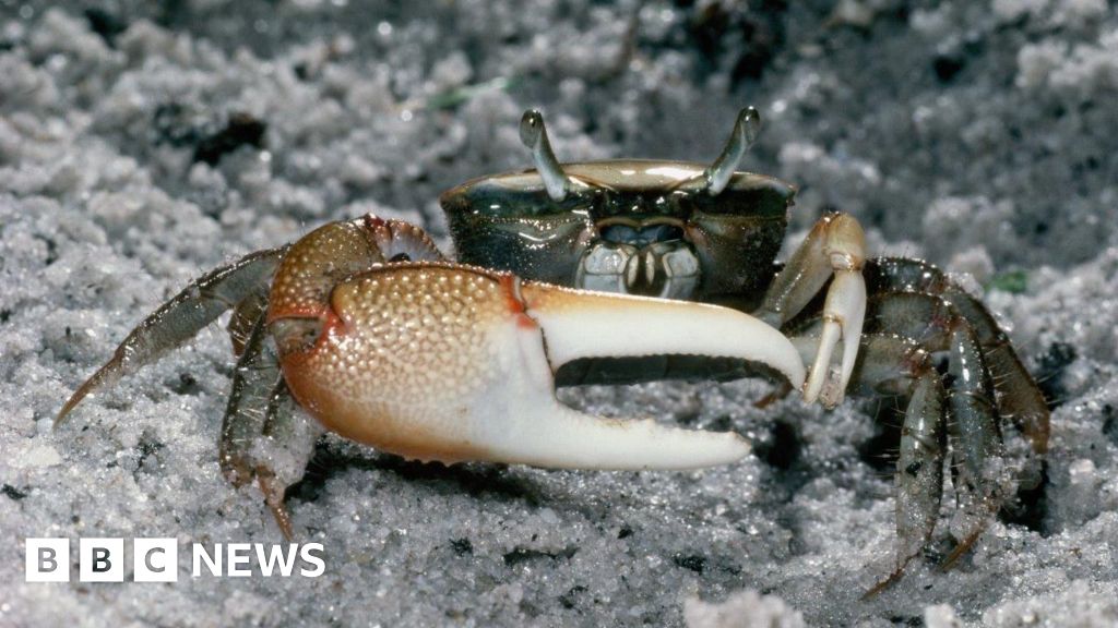 Fiddler crabs break down microplastics - Exeter University study