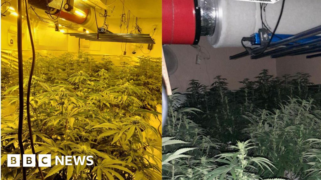 Five arrested after police discover cannabis farm in Warminster