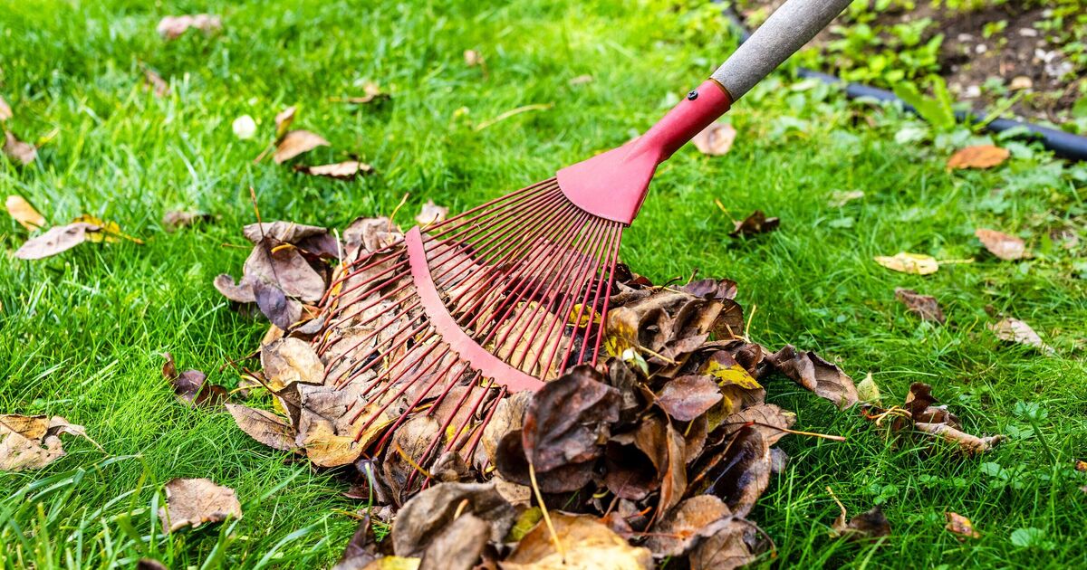 Gardeners urged to never throw away leaves this December