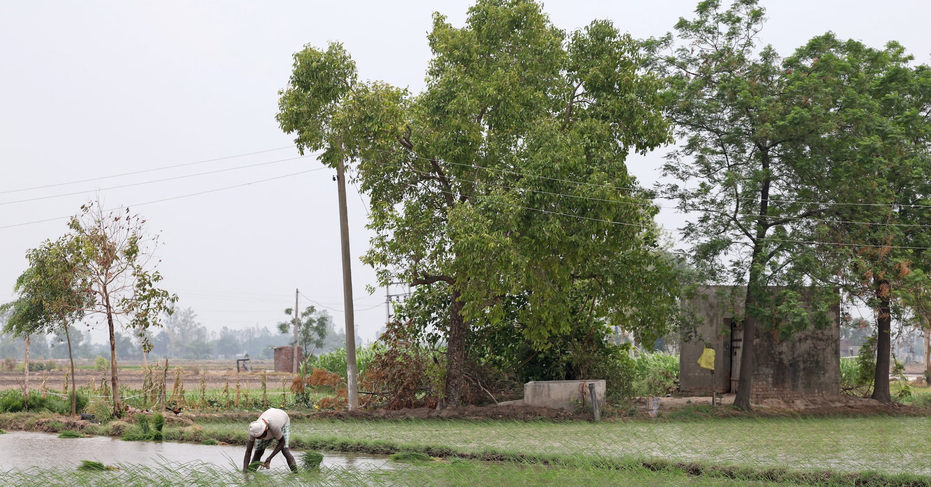 India's domination of global rice trade stokes looming water crisis