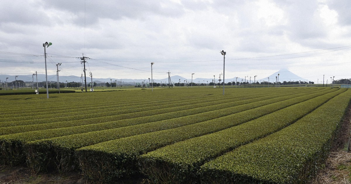 Japan's green tea exports reach highest level in over 70 years