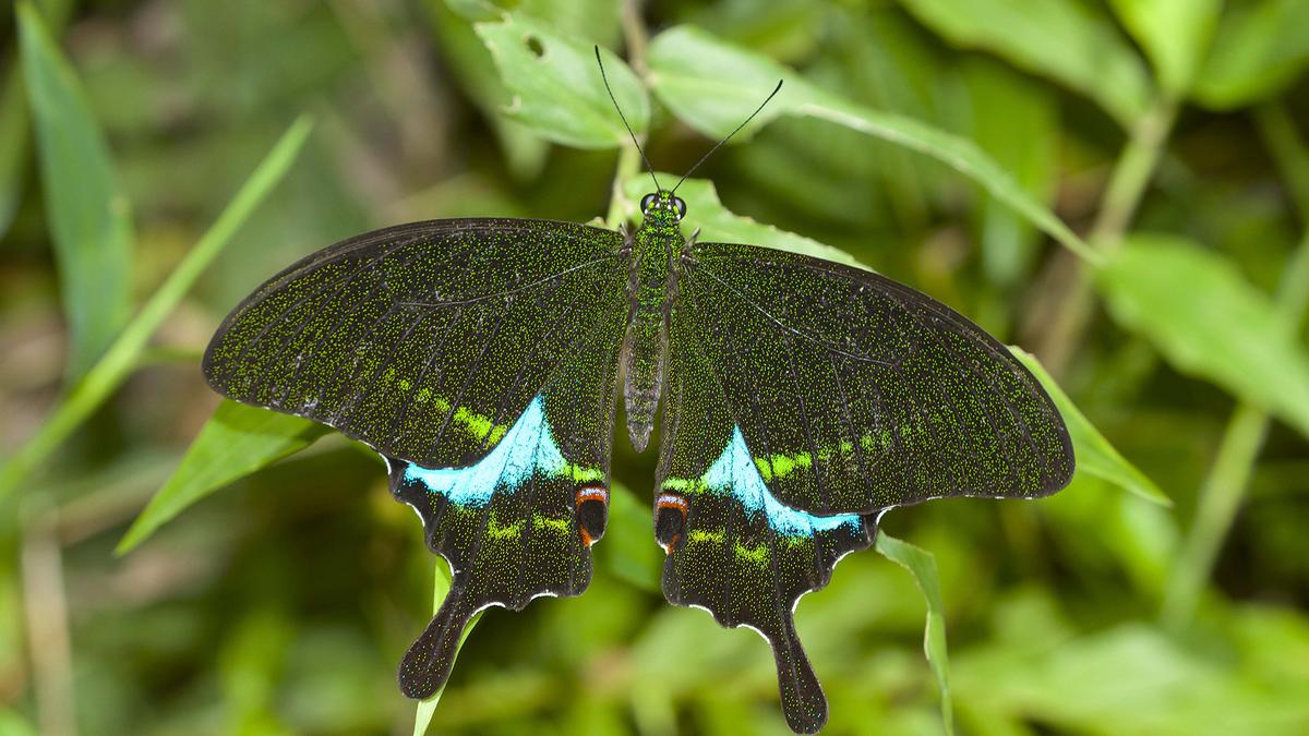 Study affirms Kerala's rich butterfly diversity