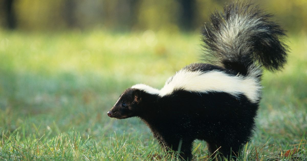 Skunk-scratch horror: Kidney donor patient killed by hidden rabies infection - The Mirror