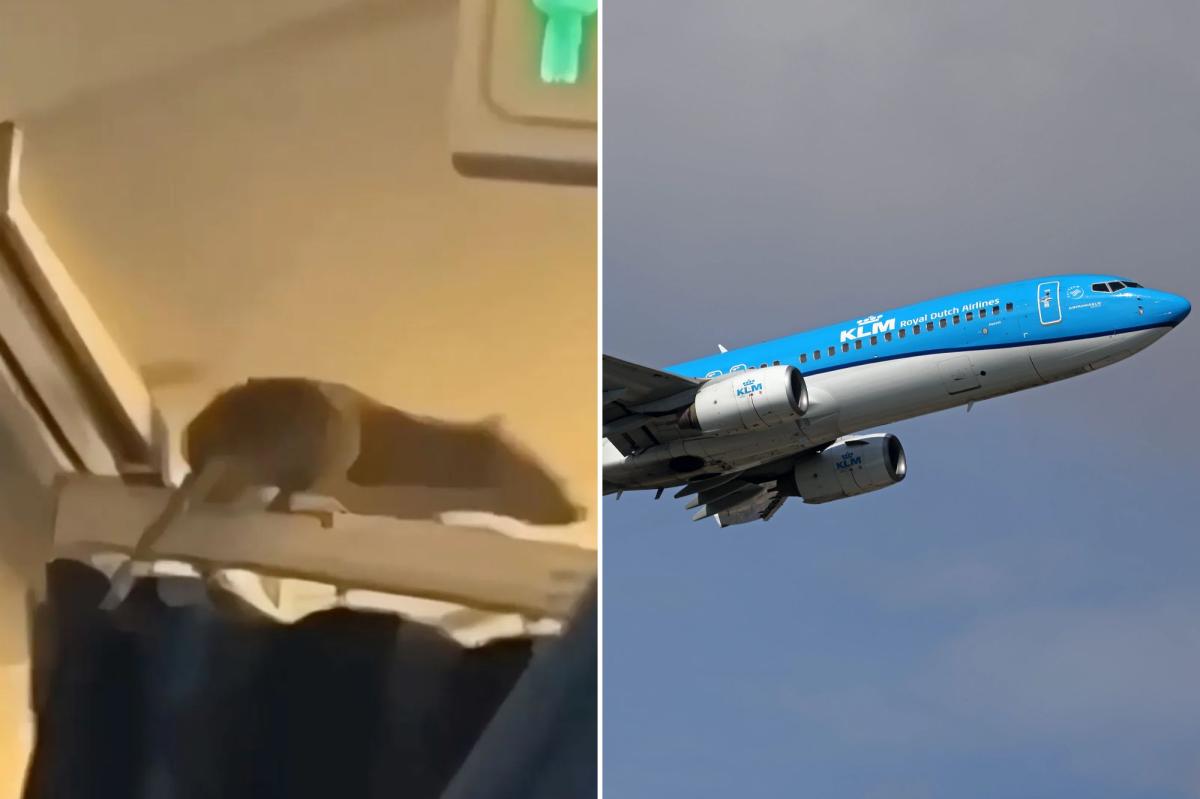 Massive rat stowaway caught on video as flight of 250 passengers left...