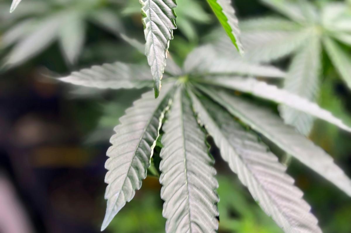 Shocking medical-marijuana study reveals Big Weed's big lies