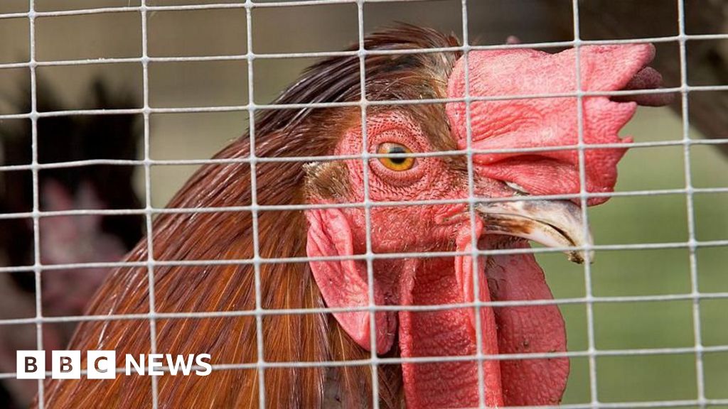 Concerns over new houses opposite Shropham slaughterhouse