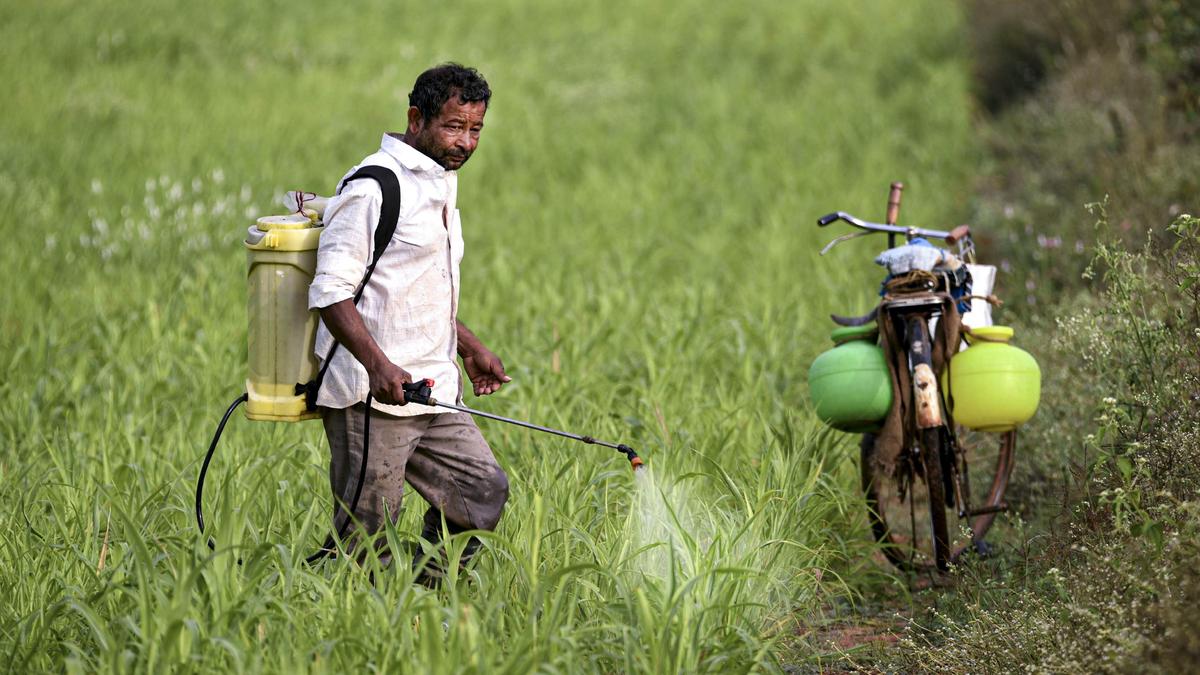 Survey flags hazardous pesticide use in South Asia; Maharashtra's Yavatmal cotton belt under spotlight