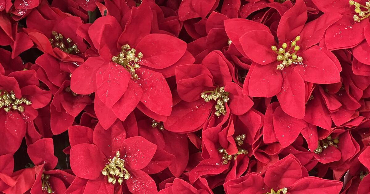 Poinsettias will thrive 'long into the New Year' when you follow simple tips