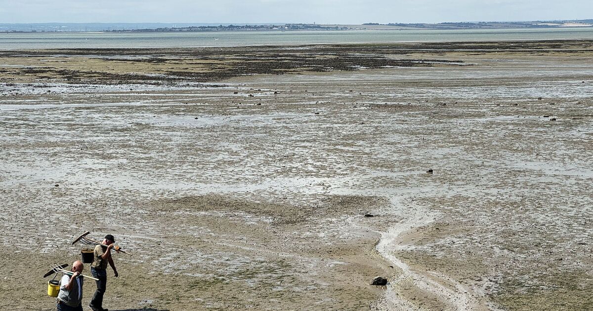 Urgent warning as plant that causes 'death in hours' washes up on UK shores