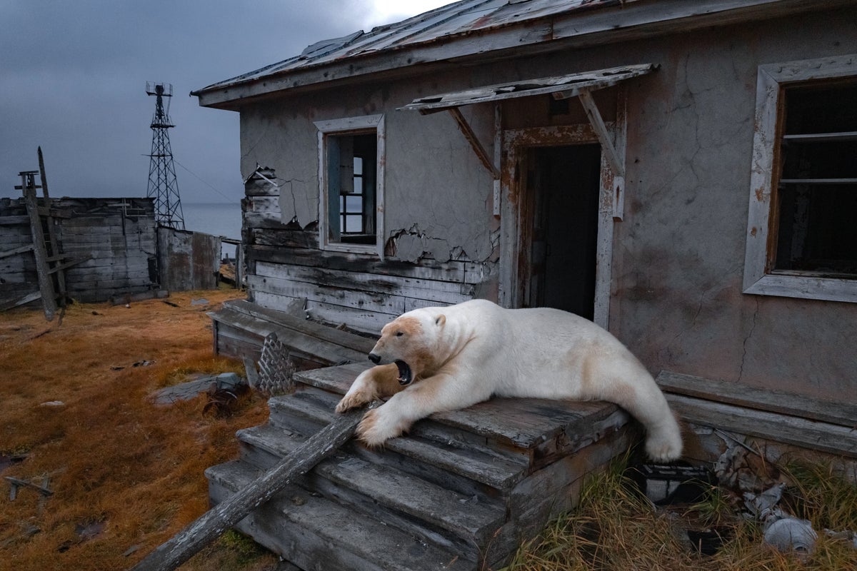 Stress from rapidly warming climate is visible in polar bears' DNA