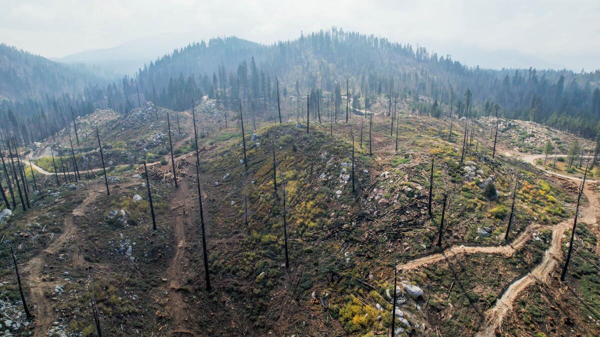 Letters to the Editor: We should approach post-fire forests with more curiosity