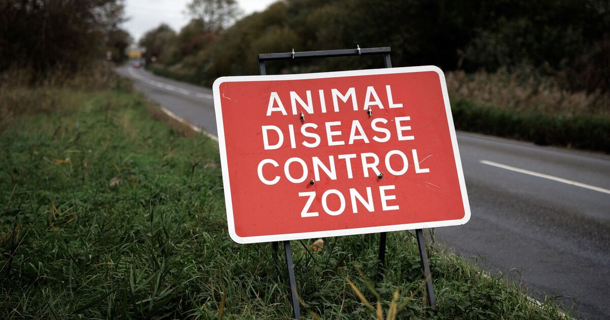 Poultry farmer warns of 'intense pressure' because of disease risk