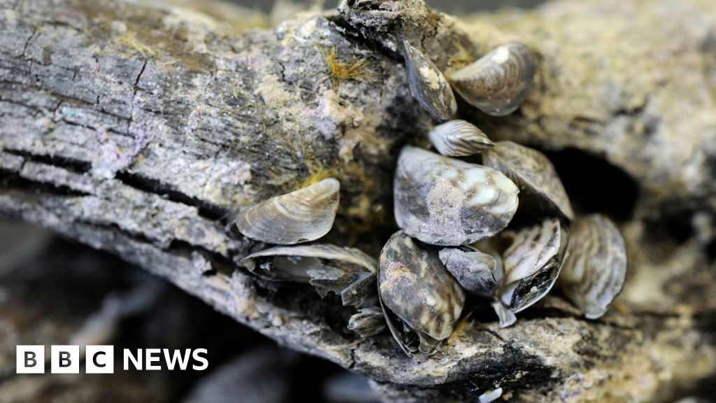 Quagga mussel: Invasive species detected in NI for first time