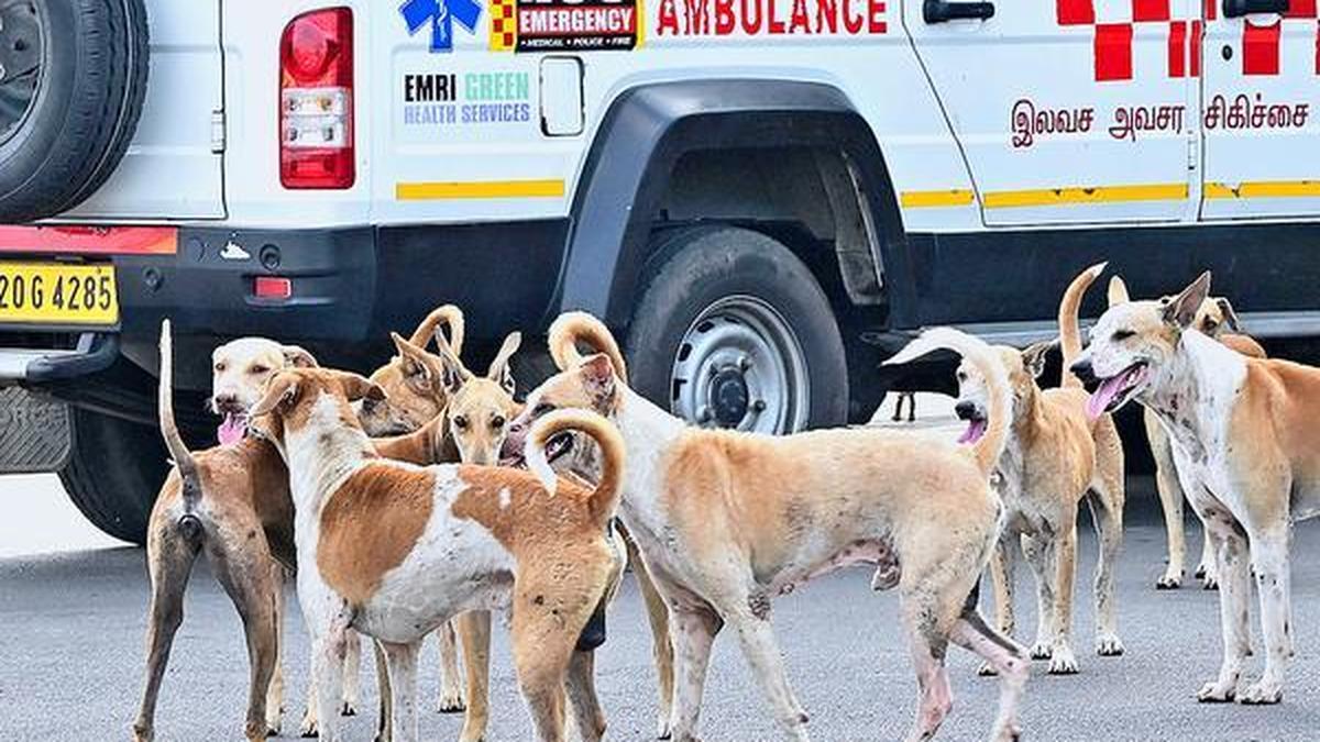 Rabies: The cruel and expensive disease of India's most impoverished