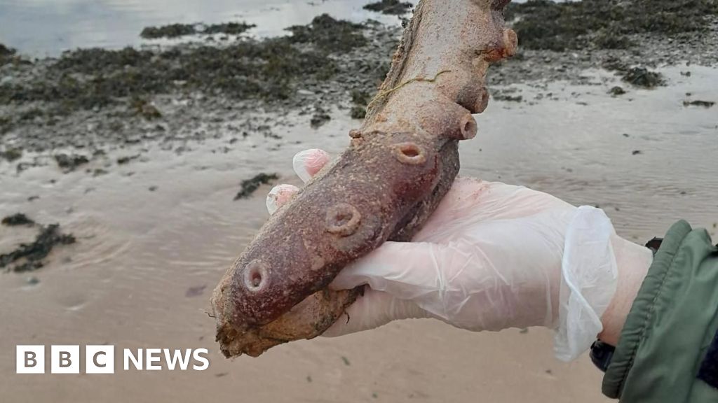 Rare Forvie beach find remains of a deep-sea octopus, say experts