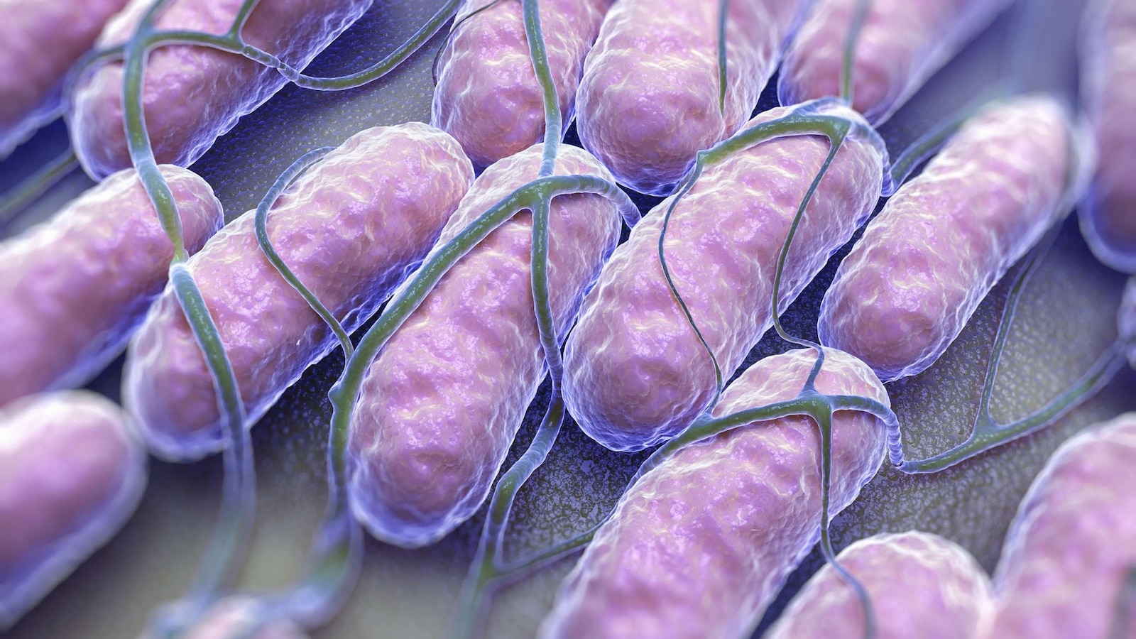 Raw oysters linked to ongoing salmonella outbreak infecting 64 people across 22 states: CDC