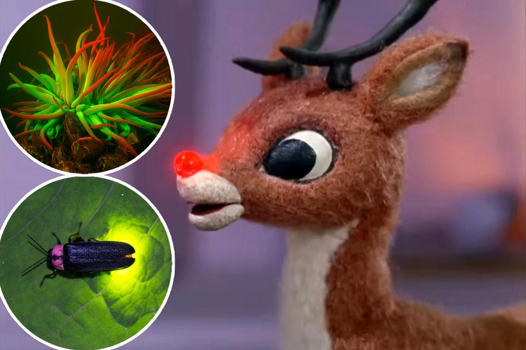 How did Rudolph's red nose glow so bright? Scientists have a simple...