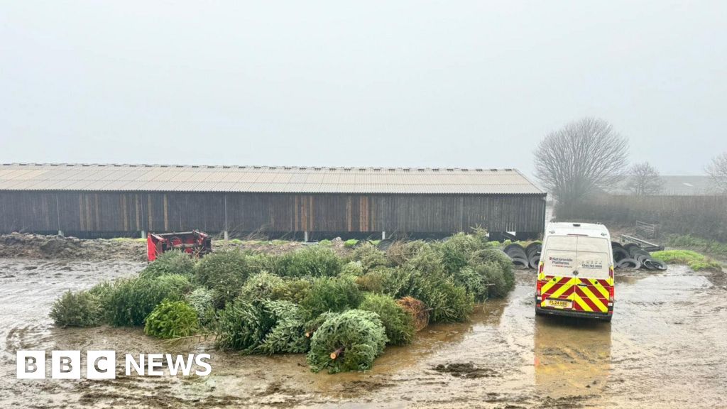 Cricket club collects Christmas trees to help young players