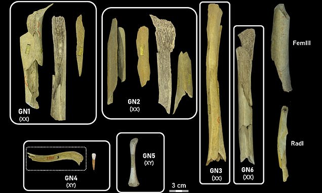 Scientists discover evidence ancient humans ate Neanderthal children