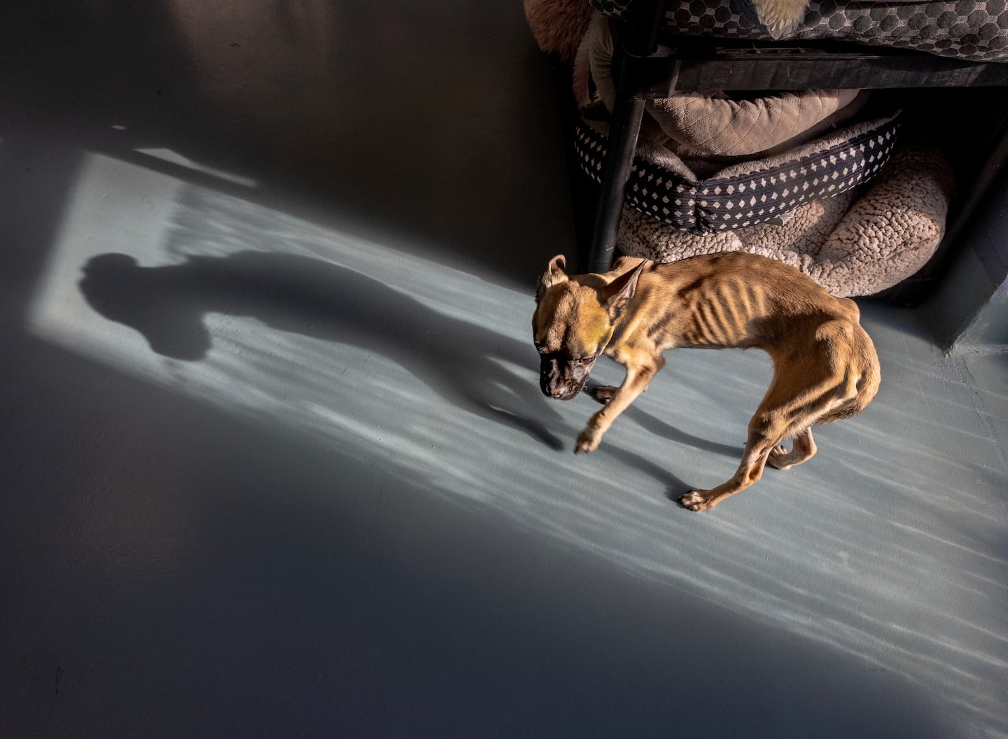 Saving Sprout: A community rallies to bring a malnourished puggle back from the brink - The Boston Globe
