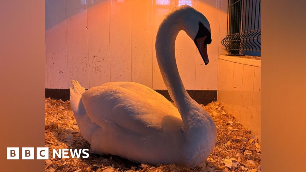 'Water-foul' - Swan rescued from sewage works