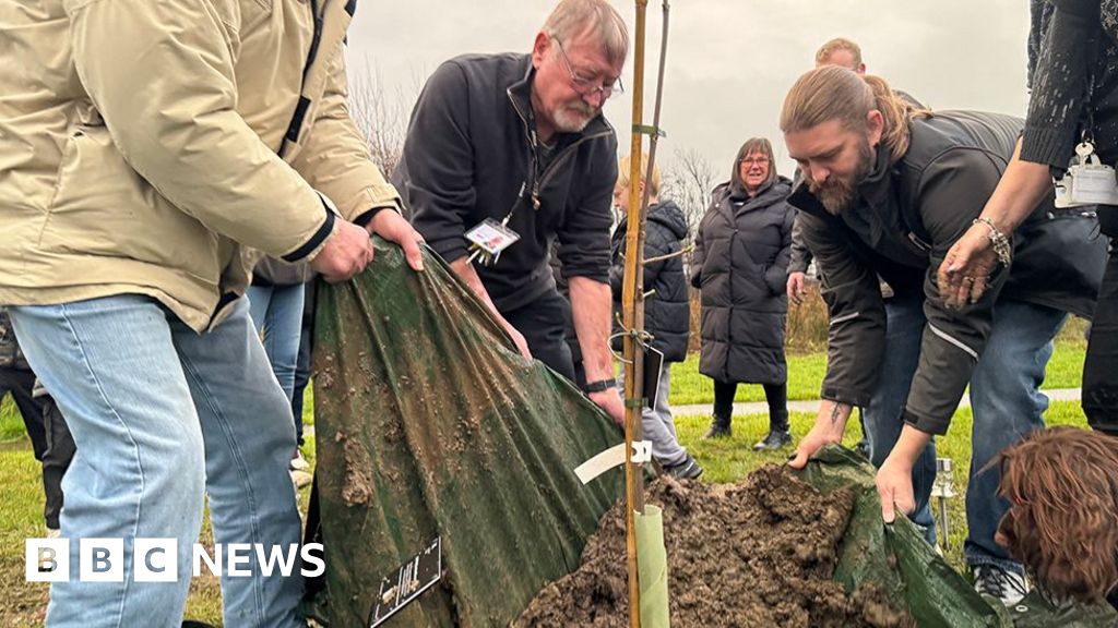 Sycamore Gap tree sapling planted at Workington community centre