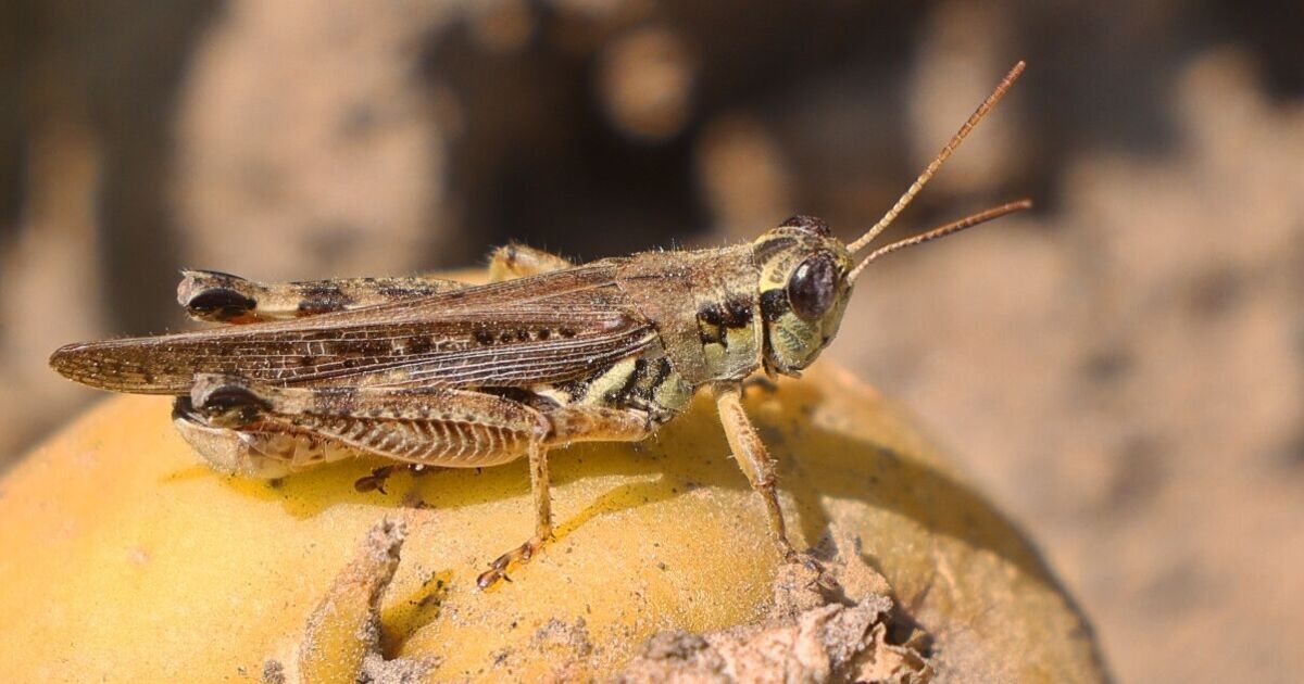 Taxpayers' cash being used to build insect farm - 2,300 miles away in Africa