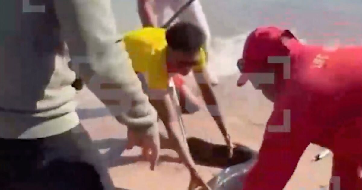 Tourist in hospital after being bitten by huge eel in seaside town Brits love