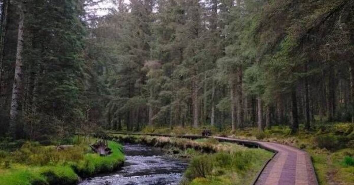 UK forest so beautiful visitors think they're in Canada