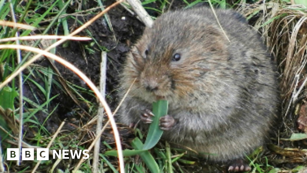 Water voles spotted in River Thame for first time in 20 years