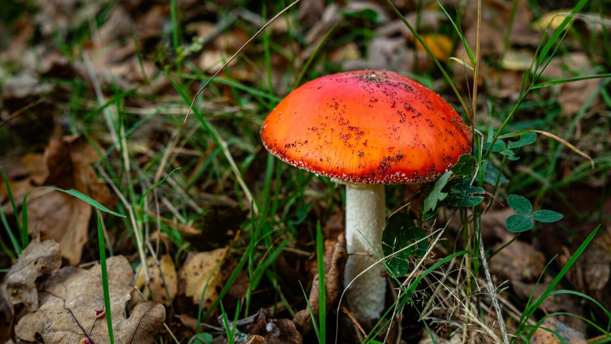 These wild mushrooms have sickened Californians. Here's how to forage safely.