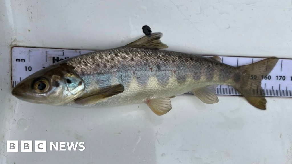 First young salmon found in three rivers since 2015