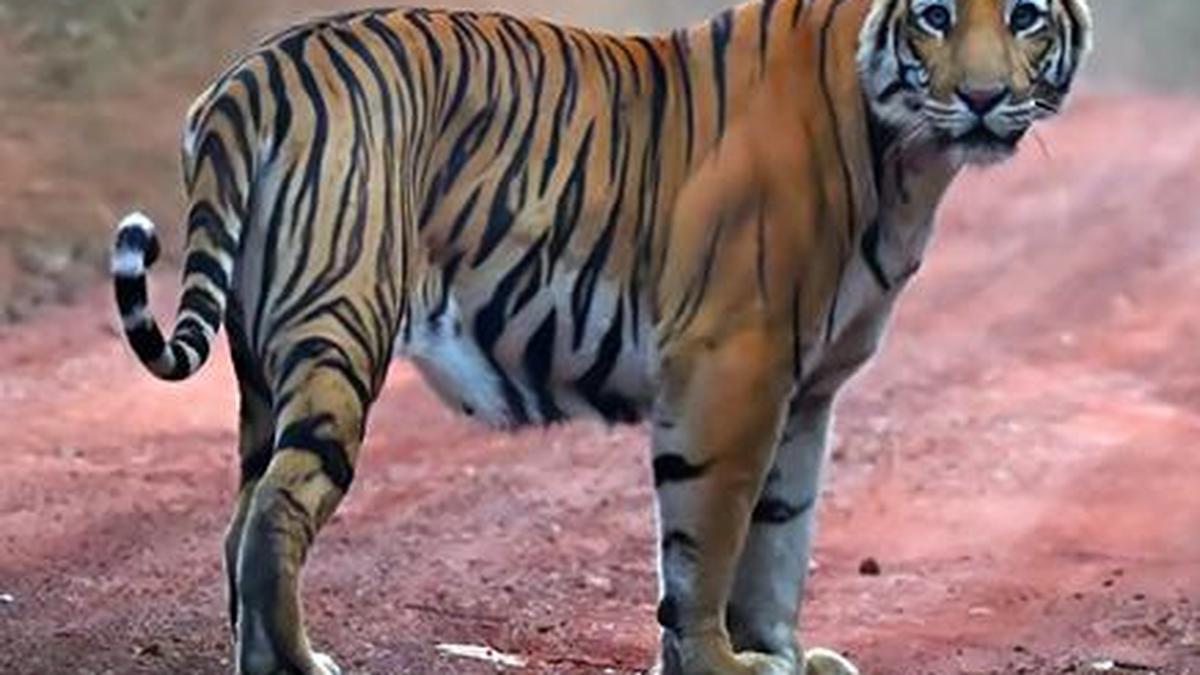 Amrabad Tiger Reserve to be shut from Jan. 20 to 25 for Tiger Census