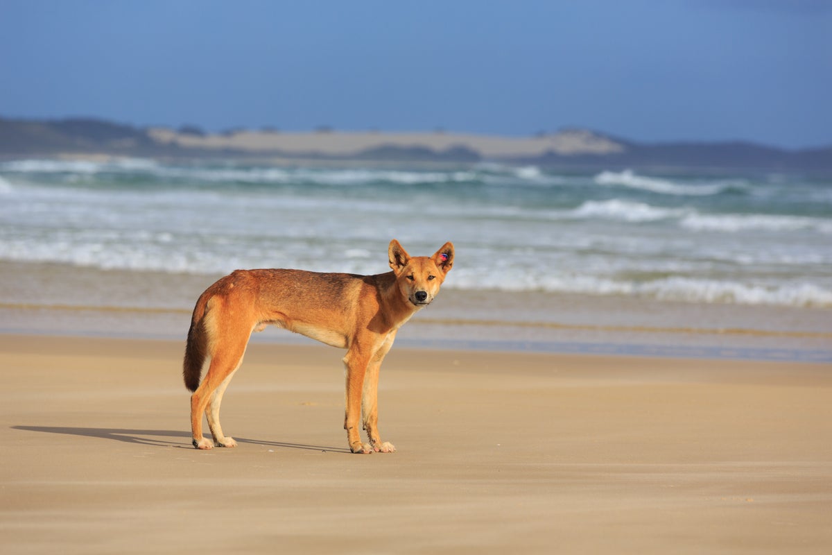 Tourist found dead on Australian popular beach as police fear dingo attack