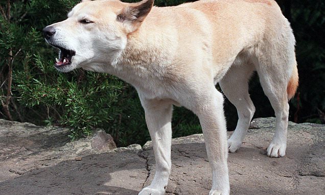 Canadian woman found dead on Australian beach in suspected dingo...