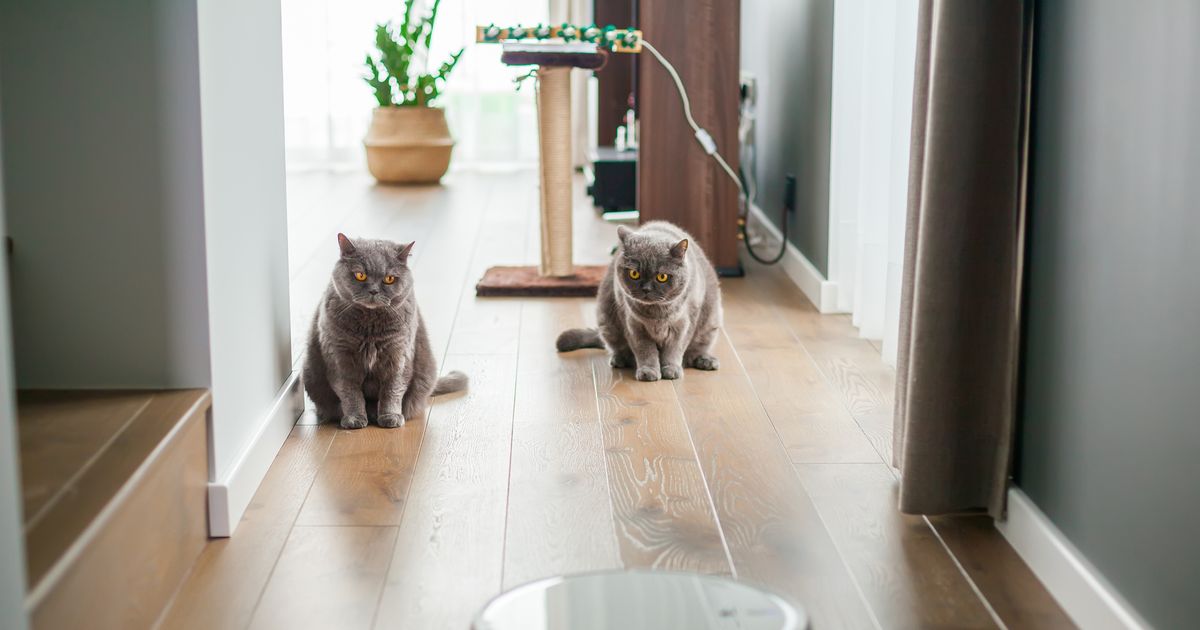 House cats spotted scratching by bookshelves and owner makes unexpected find - The Mirror