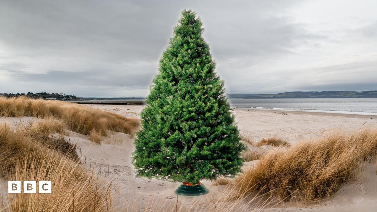 Why are Christmas trees being planted on the beach?