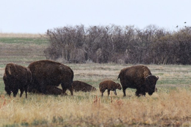 Colorado Parks and Wildlife launches potential hunting opportunity for wild bison