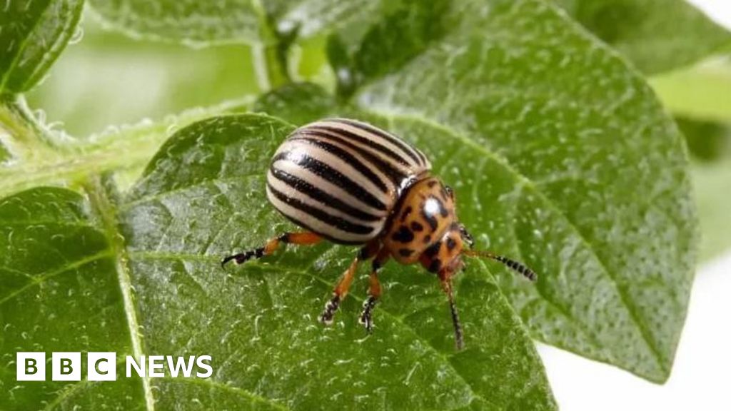 Colorado potato beetle eradicated from the UK after crop concerns