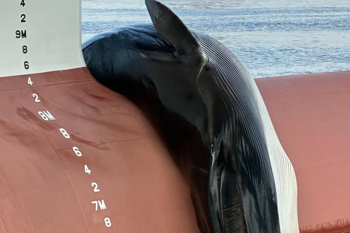 A dead whale found on the bow of a ship in New Jersey sparks an investigation