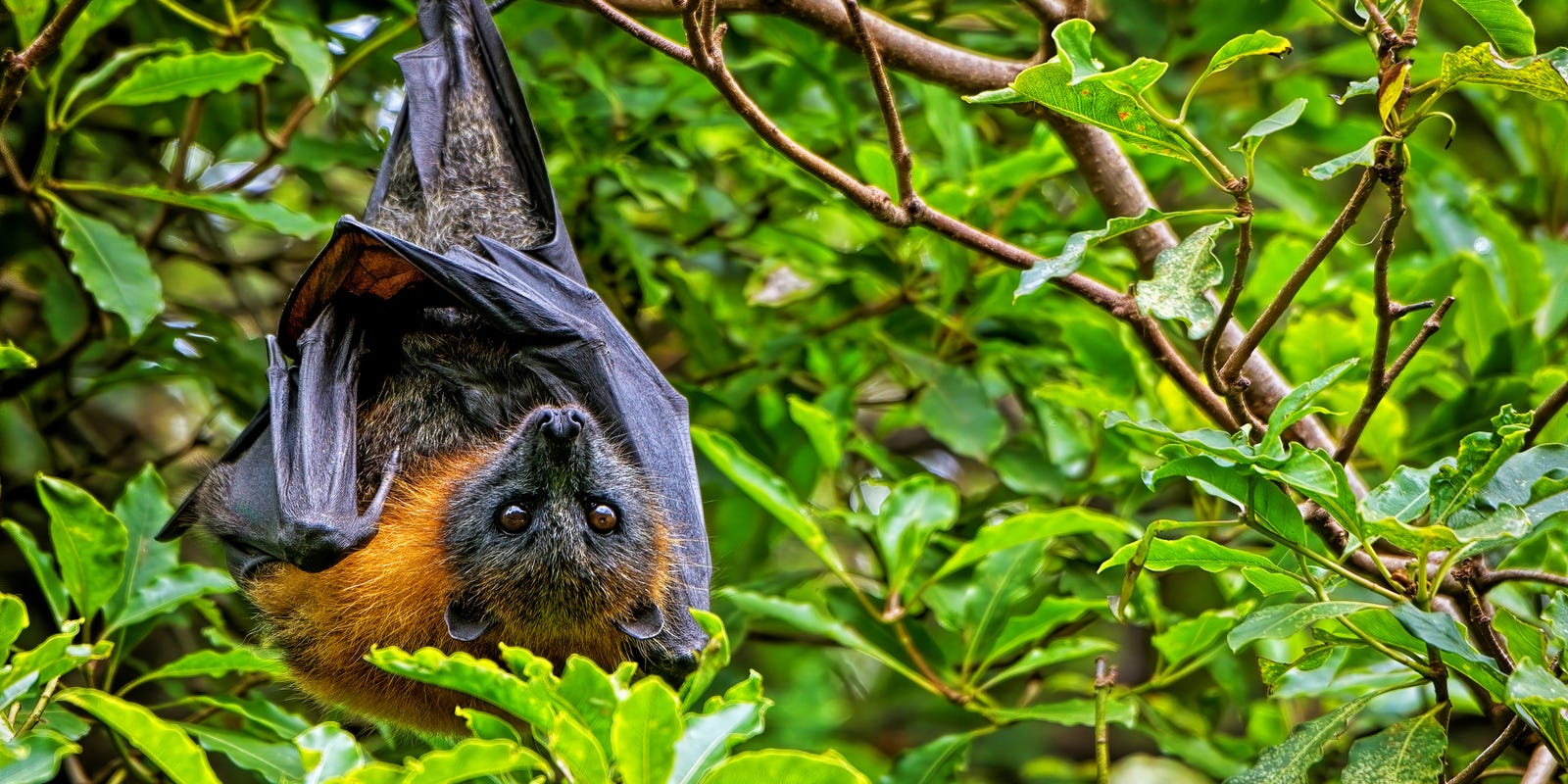 Deadly Nipah virus cases reported by health officials