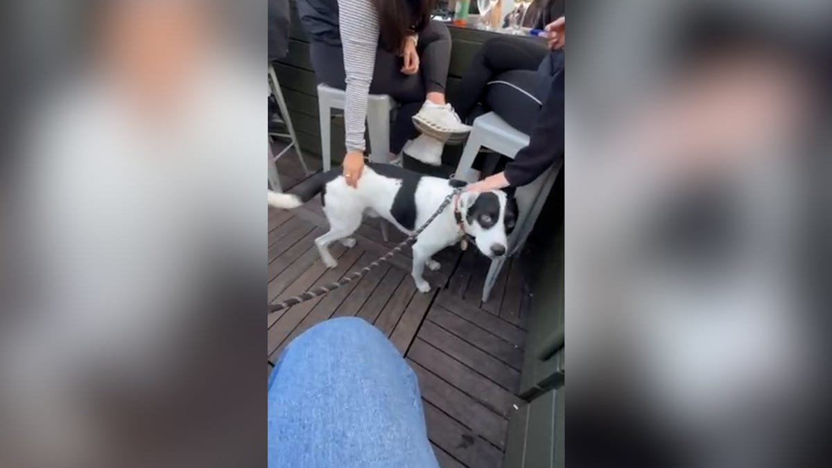 Watch adorable video of dog seeking approval after responding to siren