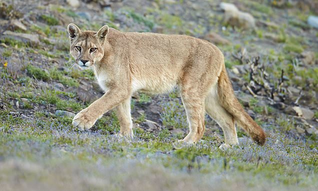 Female hiker killed by mountain lion on Colorado trail