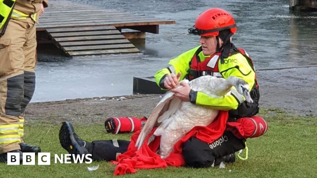 How many firefighters does it take to rescue a swan from ice?