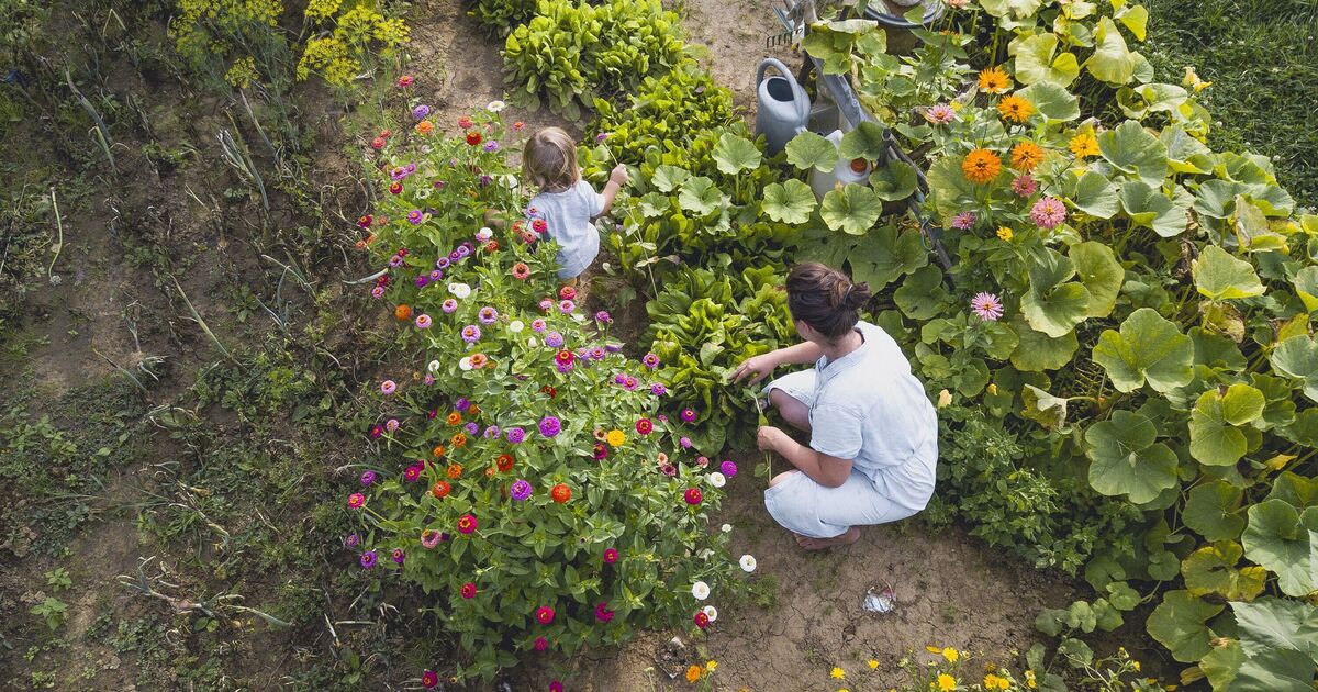 Gardeners urged to avoid 6 common gardening tips