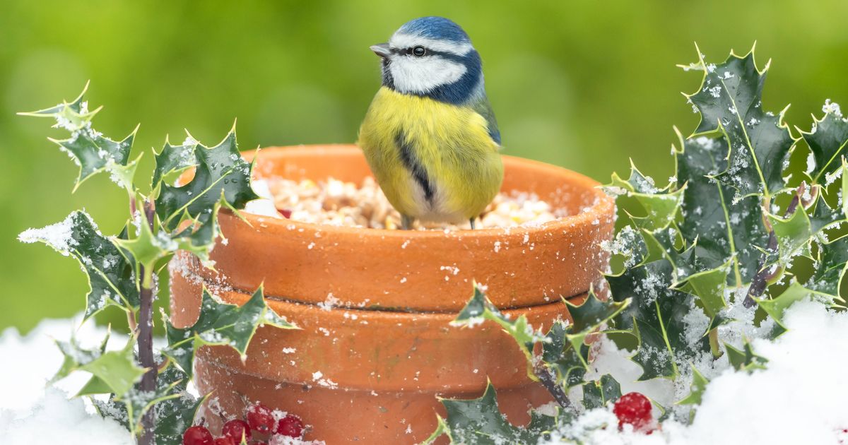 Gardeners should 'sow six seeds now' as it's 'perfect time' despite cold weather - The Mirror