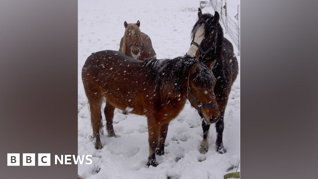 Hay price doubles this winter, says Essex horse sanctuary