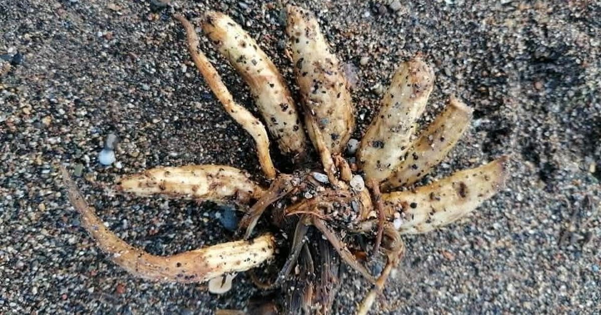 Warning as dangerous plant that can KILL humans washes up on UK beaches - The Mirror
